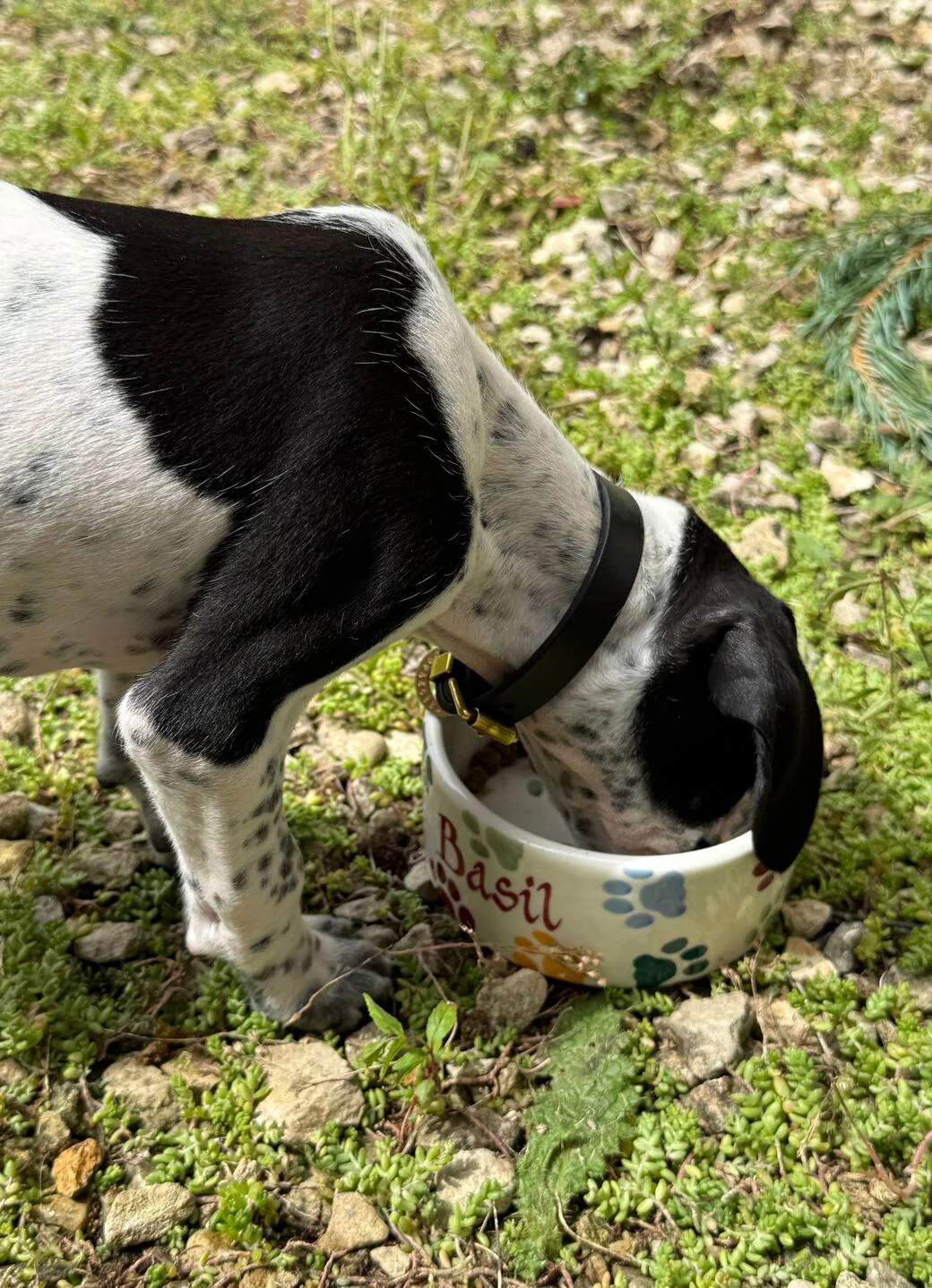 Personalised Polka Paws Small Pet Bowl